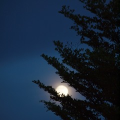 【﻿ａｄｉｏｓ】