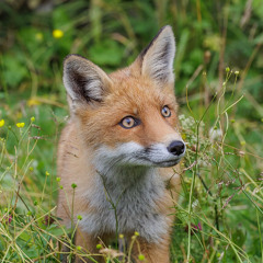 Glapissement et gémissement du Renard roux (Vulpes vulpes)