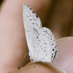 Butterfly Dreams