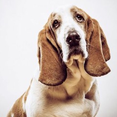 basset hound