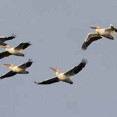 Shake Star - Star Flacko