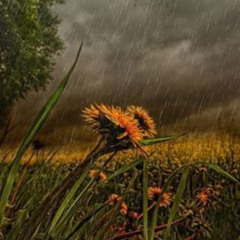 Thanks For The Rain Again