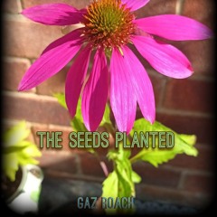 The Seeds Planted