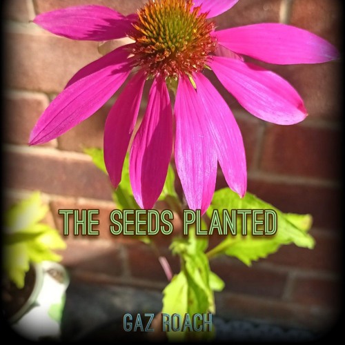 The Seeds Planted