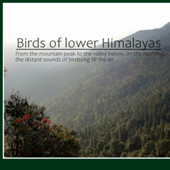 Birds of lower Himalayas in the morning