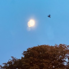 I met a bird (prod. everestdidthid)