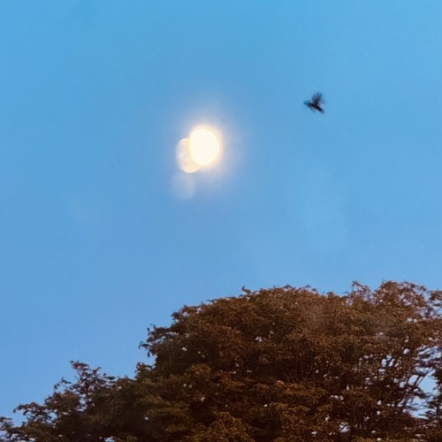 I met a bird (prod. everestdidthid)