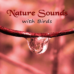 Nature Sounds with Birds – Calming Nature Music for Relax, Sound Effects of Birds, Forest Ambience, Morning Bird Calls for Relaxation