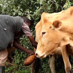 JARIDALA HABARI ZA UM 30 JANUARI 2023; JAMII YA BENET UGANDA, NTDs, UTAPIAMLO, MASHINANI