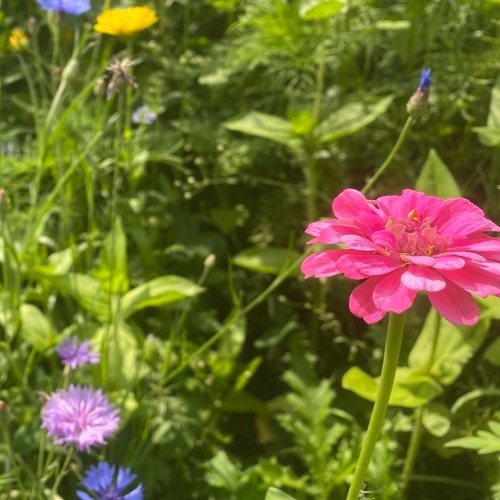 The Messianic Psalms