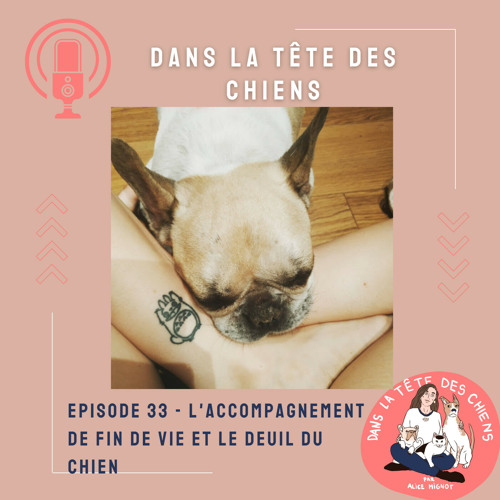 Dans la tête des chiens, Enrichir la vie de son chien