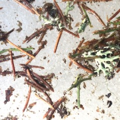 2024 - Ice Melting In Puijo Forest (Field recording with phone)