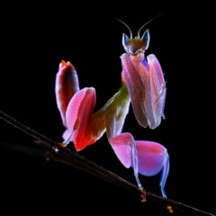 Shyntwirl - Orchid Mantis (Outro / PROD. Shyntwirl)