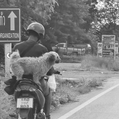 Wild Rider