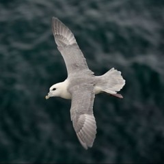 Dub Artillery - Freedom (EU4iA 2008 remix)