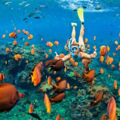 Best Place In The Caribbean To Snorkel Prices Reviews