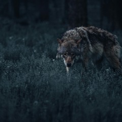 el chupacabra (original mix)