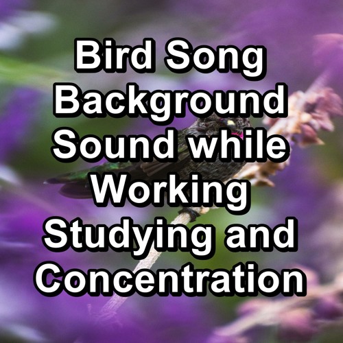 spænding Modstander Socialisme Stream Nature Bird Sounds | Listen to Bird Song Background Sound while  Working Studying and Concentration playlist online for free on SoundCloud