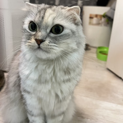 Shake (feat. yelloasis)