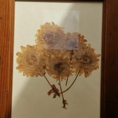flowers; dried, pressed, preserved