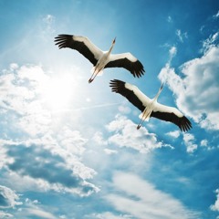 And they fly (А вони летять)