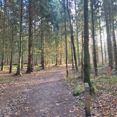 Fridfull Skog