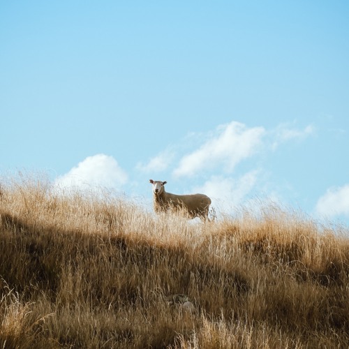 Stream Thirty First Sunday In Ordinary Time By Catholic Diocese Of