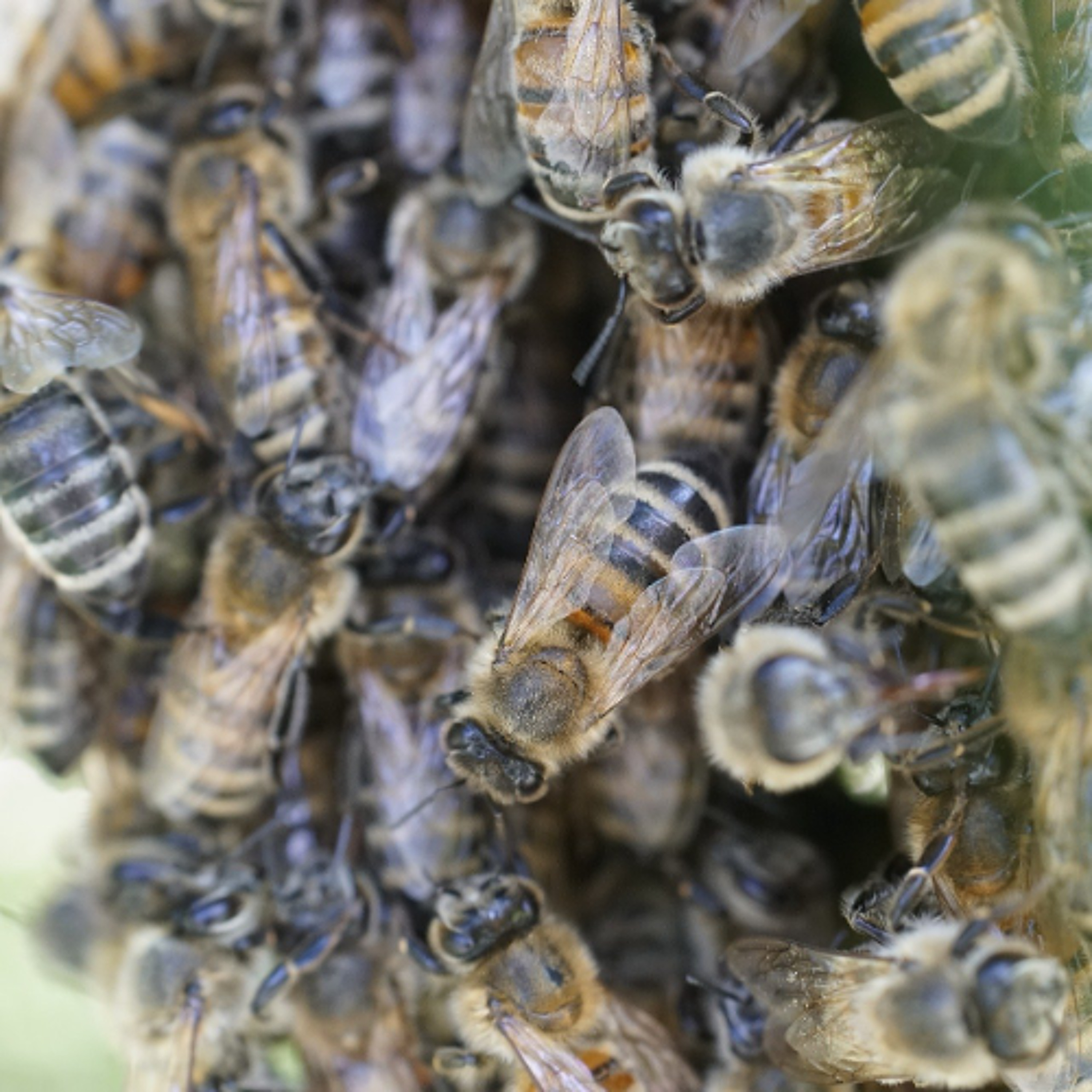 Apiculture_Itw_edouard_delwiche (1)