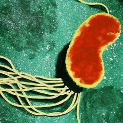 Microbe - Voxum Beatus Psychedelicious