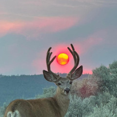 MIKADO 幾つになってもみんな夢を見る