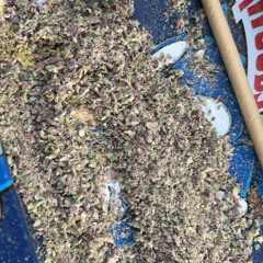 Too Many Percocet Freestyle