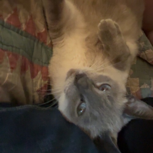 see it through with rot404