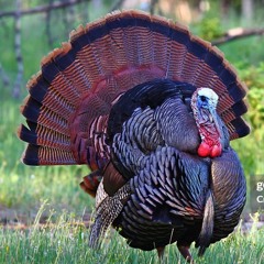 EL PAVO ESTA SEANDO