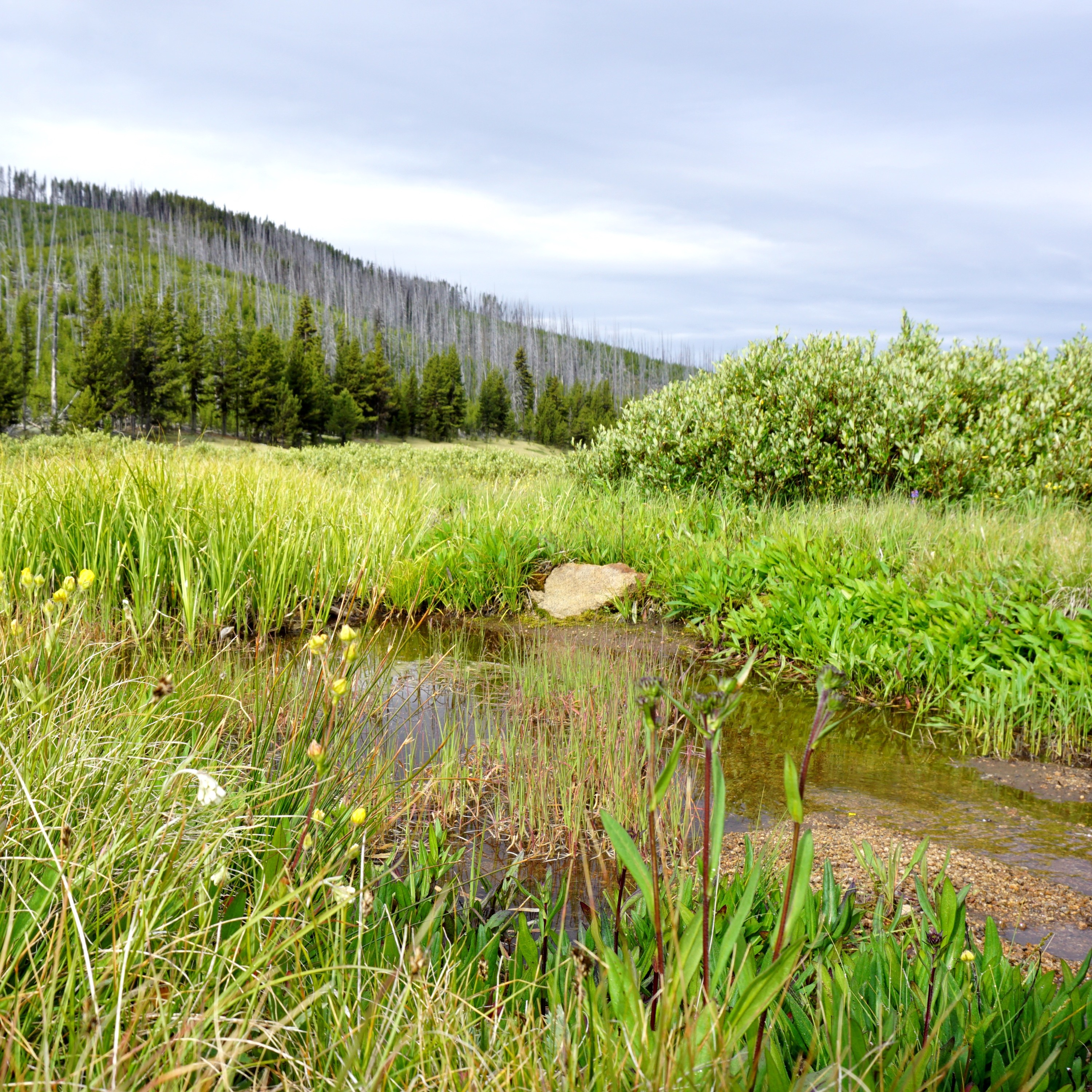 Northwest Soundscapes