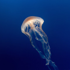 NRGY (More Acid Mix)