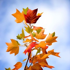 Couleurs d'automne