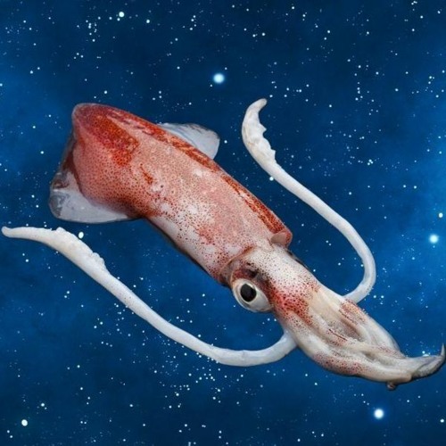 Squiddy boi