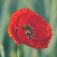 Meditation - The Last Post