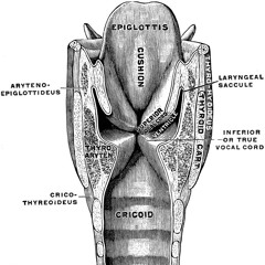ses cordes vocales (nausaah)