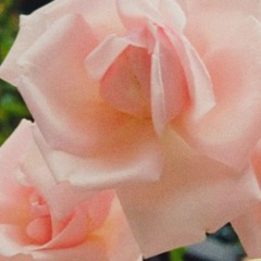 Blossoming- just the guitar ₊˚⊹♡₊