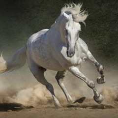 Wild Mustang