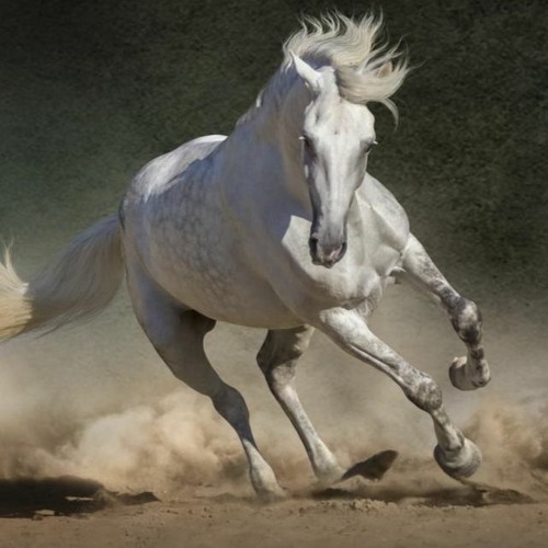 Wild Mustang