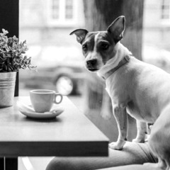 Coffe And The Dog