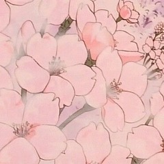 when the sakura blooms