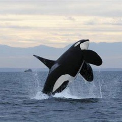 Ocean Theme For Climate Change