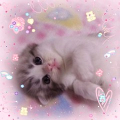 From The Start (meowfey) (⁠=⁠^⁠･⁠ｪ⁠･⁠^⁠=⁠)