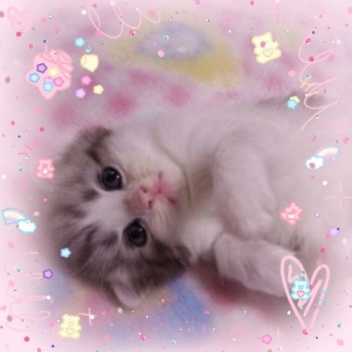 From The Start (meowfey) (⁠=⁠^⁠･⁠ｪ⁠･⁠^⁠=⁠)