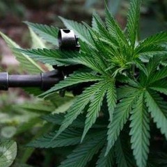 High Grade_Zabana ( Audio Official)