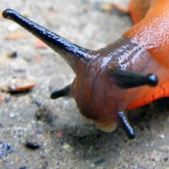 Slug-Salt - 05:08:2023, 21.55