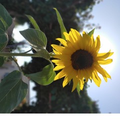 Sunflowerz 91